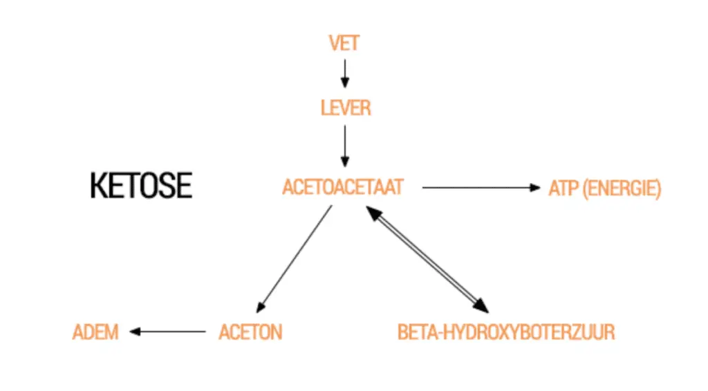 Ketonen-proces-uitleg