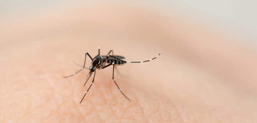 Vitamine B1 helpt tegen muggen