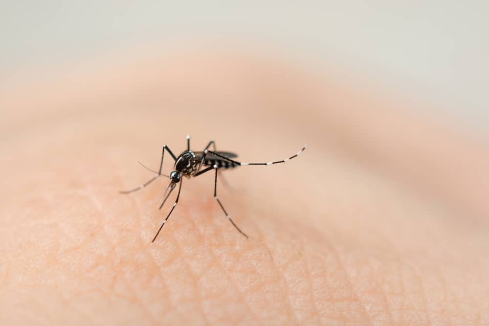 Vitamine B1 helpt tegen muggen