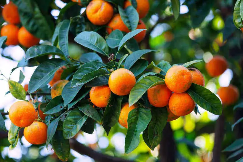 Een-mandarijn-bevat-naast-vitamine-C-ook-allerlei-andere-vitamines
