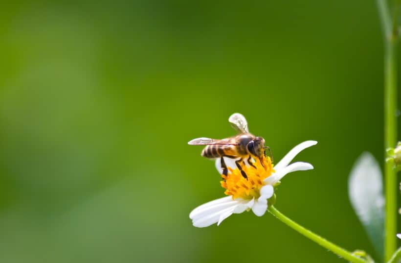Honing-wordt-gemaakt-door-bijen