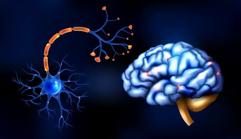 Deze afbeelding laat zien dat neurotransmitters informatie overbrengen tussen zenuwcellen.