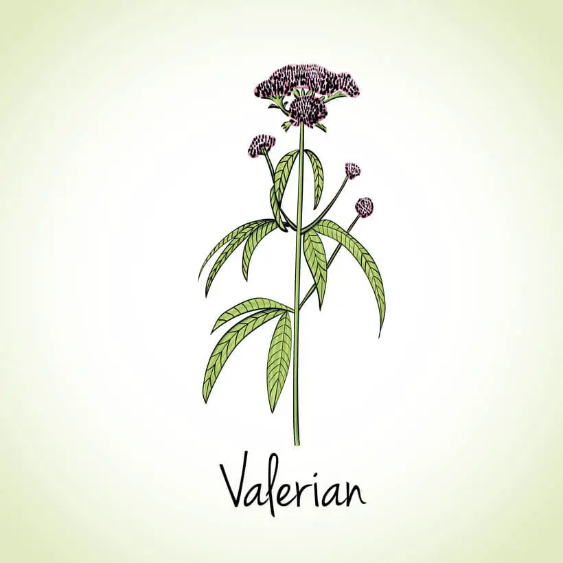 Deze afbeelding geeft de valeriana officinalis weer, de plant die helpt om beter te slapen.